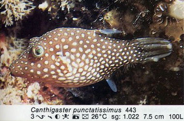 Canthigaster punctatissimus